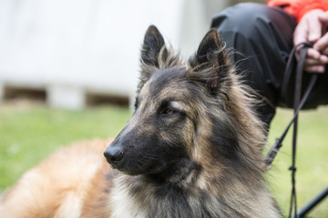 Portrait of a tervuren dog living in Belgium