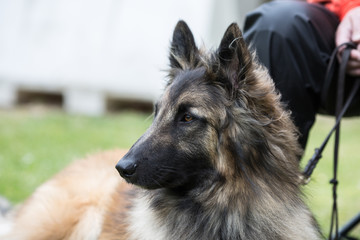Portrait of a tervuren dog living in Belgium