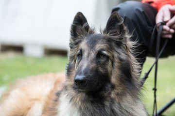 Portrait of a tervuren dog living in Belgium
