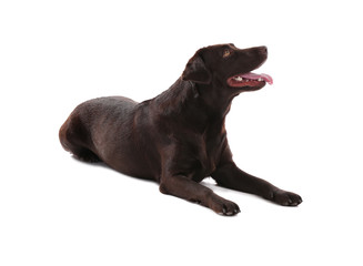 Cute funny dog on white background