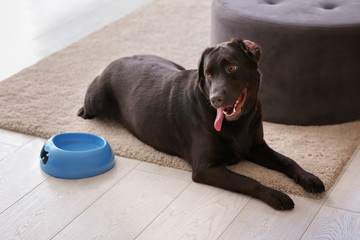 Cute funny dog near bowl at home