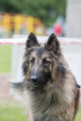 Portrait of a tervuren dog living in Belgium