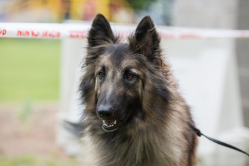 Portrait of a tervuren dog living in Belgium