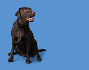 Cute funny dog on color background