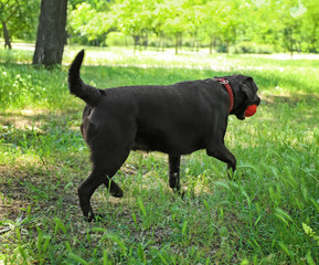 Cute funny dog playing in park