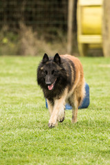 Portrait of a tervuren dog living in Belgium