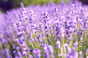 Lavender Field in the summer