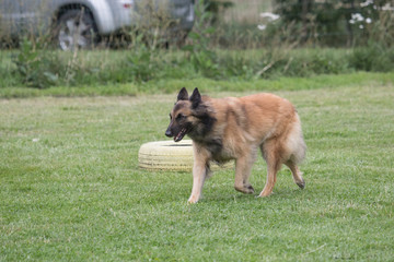 Portrait of a tervuren dog living in Belgium