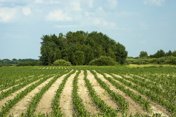 Fototapeta na wymiar Field of the young maize