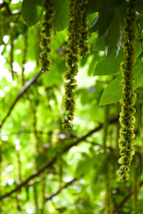 green background, leaves and flower