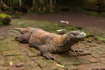 Obraz premium Komodo Dragon