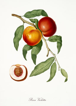 Peach, also known as violet Peach, peach tree leaves and fruit section with kernel isolated on white background. Old botanical detailed illustration By Giorgio Gallesio publ. 1817, 1839 Pisa Italy