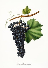 Isolated single branch of dark grapes, called Berzemina grapes, and vine leaf on white background. Old botanical illustration realized with a detailed watercolor by Giorgio Gallesio on 1817,1839 Italy