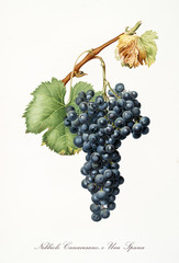 Isolated single branch of black grapes, called Nebbiolo grapes, and vine leaf on white background. Old botanical illustration realized with a detailed watercolor by Giorgio Gallesio on 1817,1839 Italy