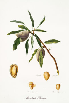 Almond, also known as premice almond, almond tree leaves and fruit section with kernel isolated on white background. Old botanical detailed illustration by Giorgio Gallesio publ. 1817, 1839 Pisa Italy