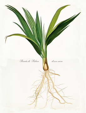 Date palm seedling, seed and roots isolated on white background. Old botanical illustration realized in a detailed watercolor style by Giorgio Gallesio on 1817, 1839 Pisa Italy