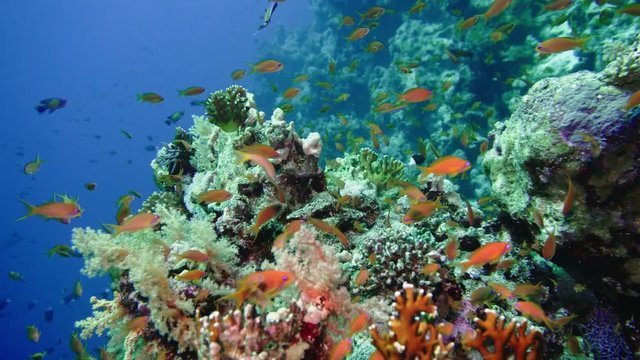 School of tropical fish in a colorful coral reef with water surface in background, Red sea, Egypt.