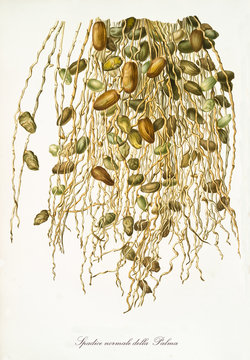 Spadix of date palm, group of dates hanging from top, isolated on white background. Old botanical illustration realized in a detailed watercolor style by Giorgio Gallesio on 1817, 1839 Pisa Italy