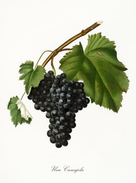 Isolated single branch of red grapes, called Canajola grapes, and vine leaf on white background. Old botanical illustration realized with a detailed watercolor by Giorgio Gallesio on 1817,1839 Italy