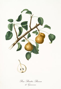 Yellow pears on their single branch with leaves on white background and single pear section. Old botanical illustration realized with a detailed watercolor by Giorgio Gallesio on 1817,1839 Italy