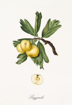 yellow azarole on its branch with leaves and detail of fruit with section isolated on white background. Old botanical illustration realized with a detailed watercolor by Giorgio Gallesio on 1817, 1839