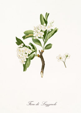 azarole flowers on branch with leaves and detail of single flower isolated on white background. Old botanical illustration realized with a detailed watercolor by Giorgio Gallesio on 1817, 1839