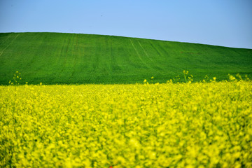 Fototapeta premium campi