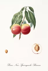 Ein paar rote, glatte Pfirsiche auf einem einzigen kleinen Zweig mit Blättern und einem einzelnen Fruchtabschnitt mit Kernel, der auf weißem Hintergrund isoliert ist. Alte botanische Illustration von Giorgio Gallesio von 1817, 1839 © Mannaggia