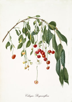 Red cherries hanging from a single bended cherry branch isolated on white background. Old botanical detailed illustration realized by Giorgio Gallesio on 1817, 1839