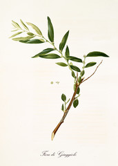 Fototapeta premium Single jujube branch with leaves and flowers. All the graphic composition is isolated over white background. Old detailed botanical illustration by Giorgio Gallesio published in 1817, 1839
