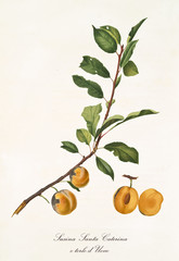 Two yellow plums on branch with leaves and section of the fruit. All the elements are isolated over white background. Old detailed botanical illustration by Giorgio Gallesio published in 1817, 1839