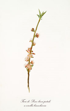 Orange peach flowers on a single peach branch vertical oriented on white background. Old botanical detailed illustration realized by Giorgio Gallesio on 1817,1839 