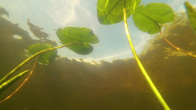 Underwater Shot Of Lillypads From Below