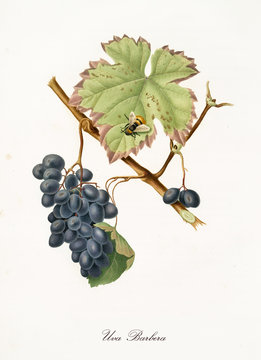 Barbera grape hanging from a single vine branch with leaves. Elements are isolated over white background. Old detailed botanical illustration by Giorgio Gallesio published in 1817, 1839