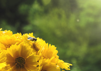 A bee on yellow daisy flower. Soft focus