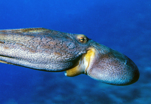 coral reef squid