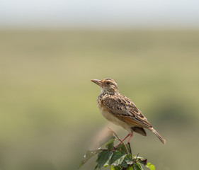 Bird  Watching, Machoni Mwangu Photography, Nairobi National Park, Rufous-naped Lark, Bird Watch