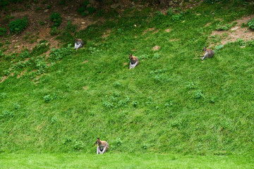 Obraz na płótnie Canvas Kangaroos in zoo Austria Steiermark Herberstein Styria tourist destination Stubenberg am See