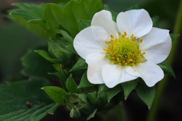 white strawberry flower, surrounded by green foliage, close-up
