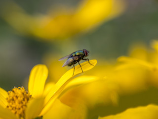  housefly,Musca domestica