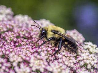 bumblebee, also written bumble bee