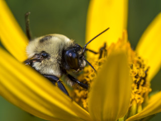bumblebee, also written bumble bee