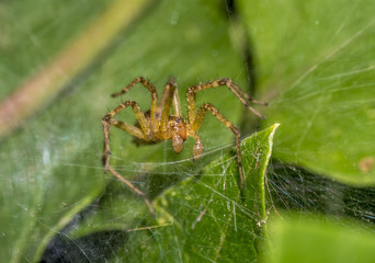 Tegenaria domestica, barn funnel weaver spider