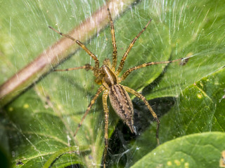 Tegenaria domestica, barn funnel weaver spider