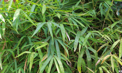 Close-up nature bamboo leaves background.