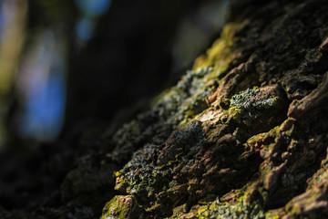 Tree Bark in Dappled Sunlight
