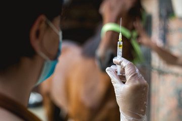 Vet checking horse's helth,injection