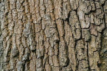 Braune detaillierte Rinde einer Eiche 