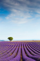 Naklejka na ściany i meble Beautiful landscape of lavender fields at sunset with dramatic sky.
