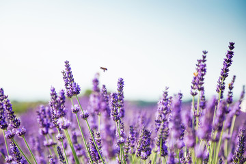 Beautiful landscape of lavender fields at sunset with dramatic sky. - obrazy, fototapety, plakaty